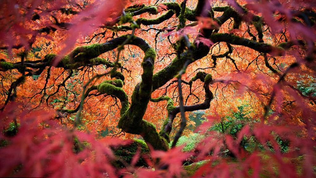 Las mejores imágenes del National Geographic