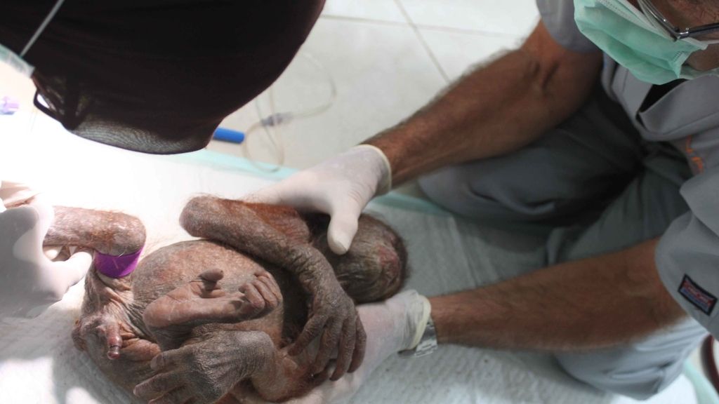 El bebé orangután que logra salvarse tras ser abandonado en una caja de cartón