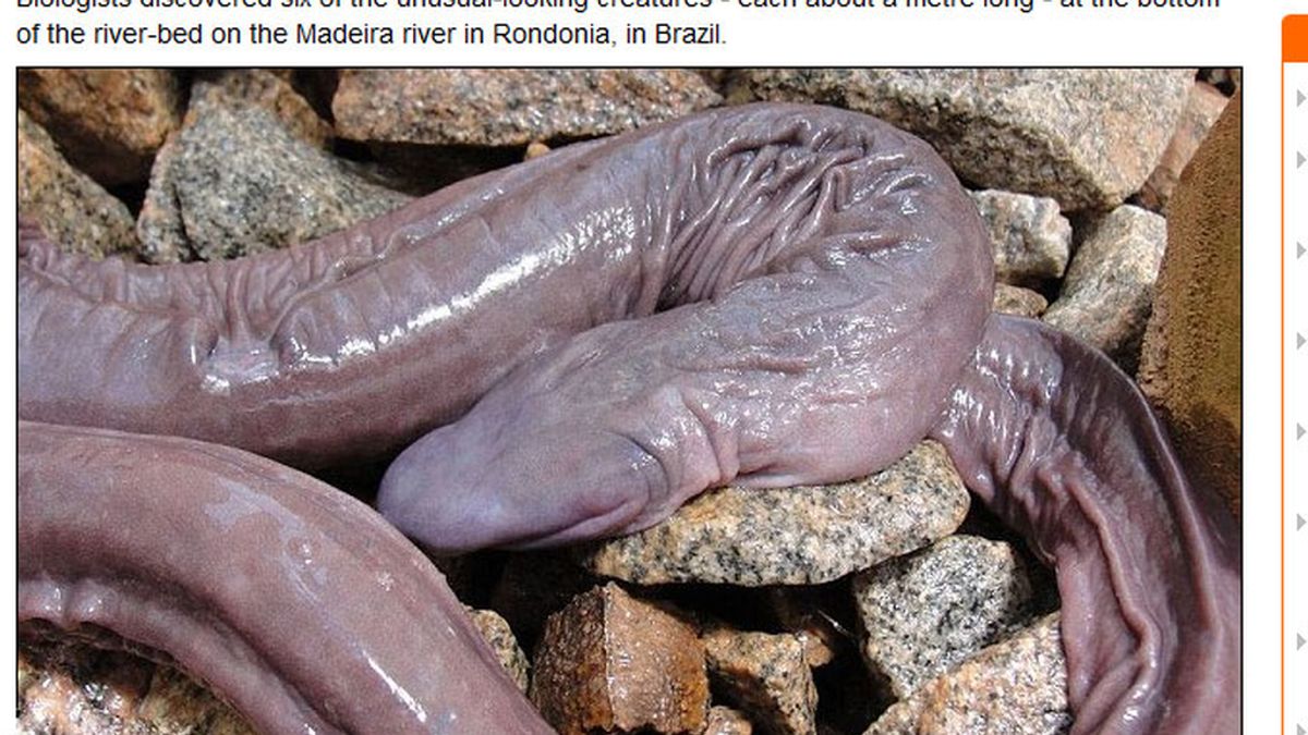 Nueva especie de serpiente encontrada en Brasil