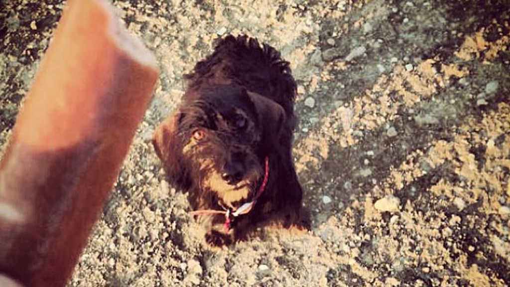 Pistacho, pendiente de una jugosa salchicha en la playa