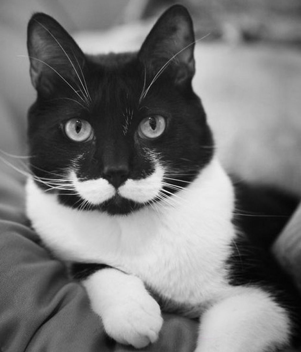 Gatos famosos por su genética