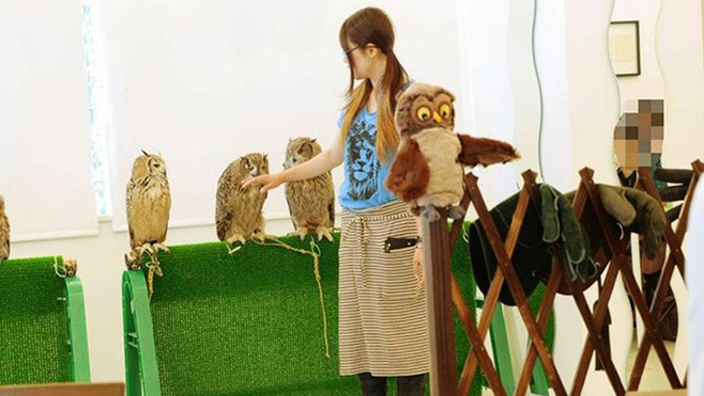 Extravagantes cafeterías de búhos y lechuzas, es la nueva tendencia en Tokio