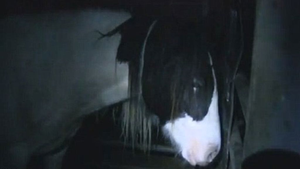 Caballos torturados en Chesire, Londres