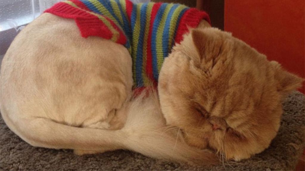 Un gato con una cara muy especial