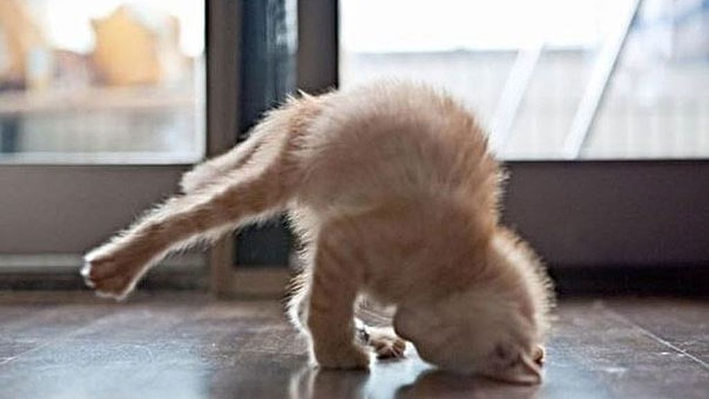 Los animales también hacen yoga