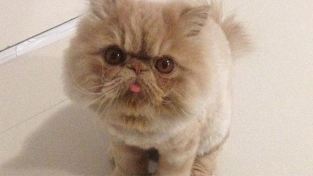 Un gato con una cara muy especial