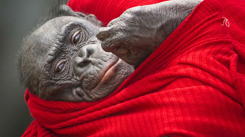 Retratos íntimos en el zoo