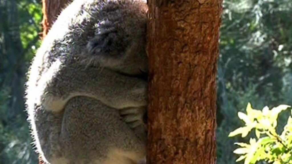 Un animal muy tierno, ¡el Koala!