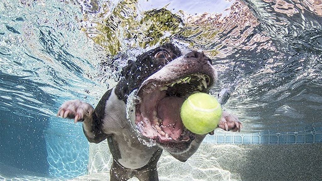 A los perros sí les gusta posar bajo el agua