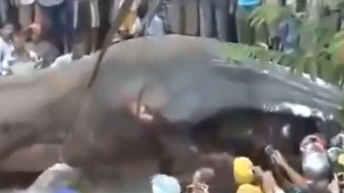 Un enorme animal marino causa furor en Vietnam