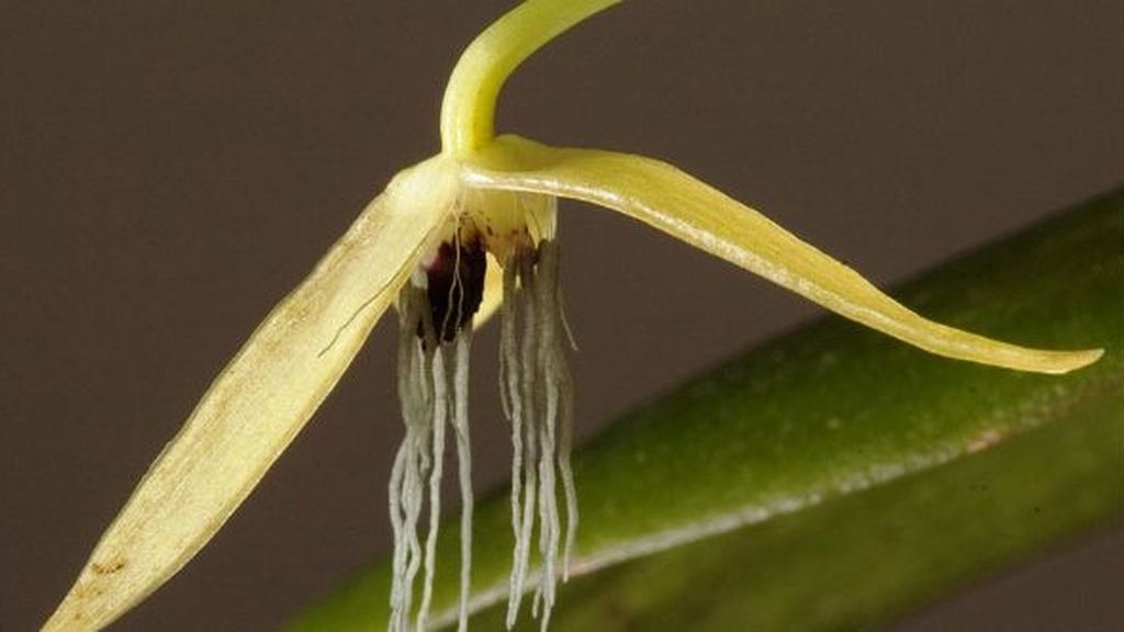 Las 10 especies más extrañas descubiertas en 2011