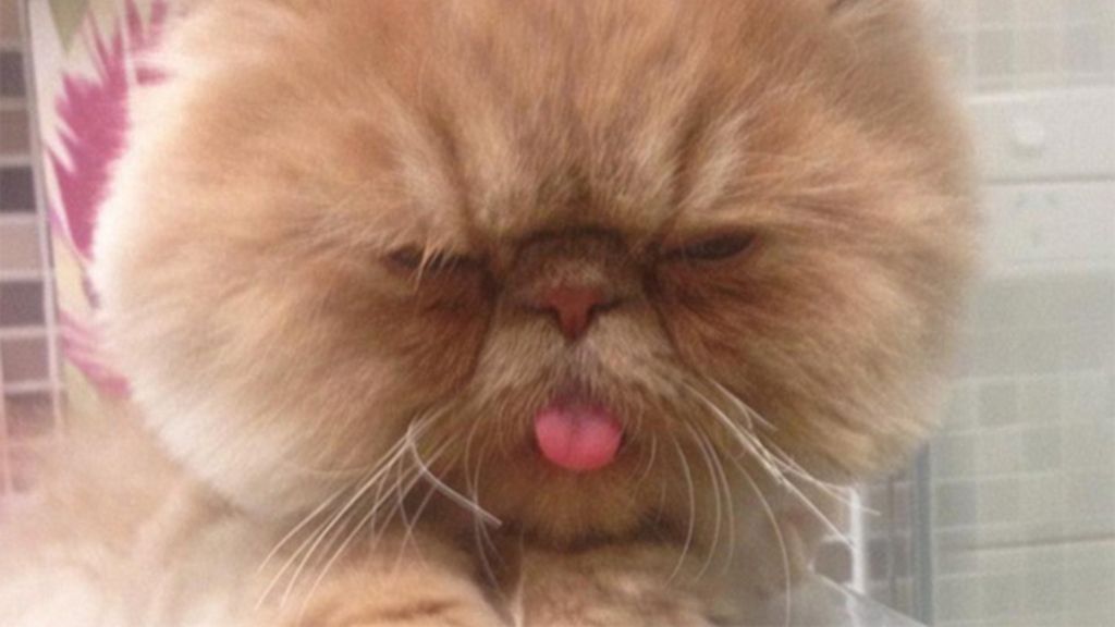 Un gato con una cara muy especial