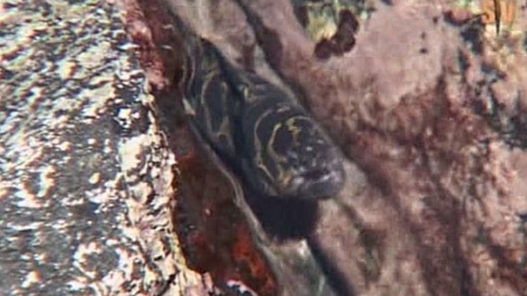 Estómago a prueba de bombas