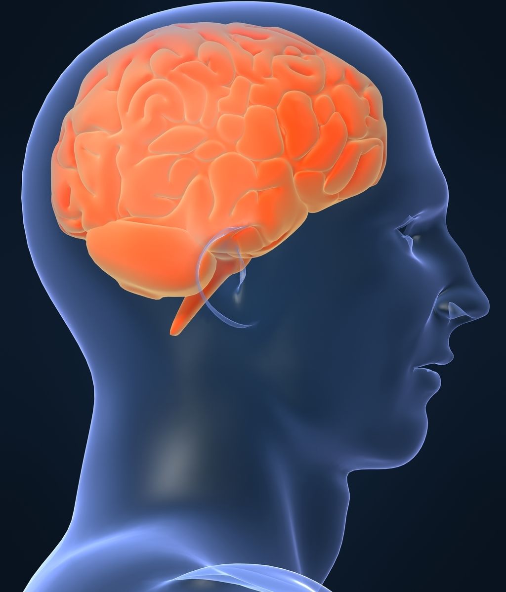 El lóbulo temporal medio del cerebro (MTL) tiene un papel importante en la memoria declarativa.