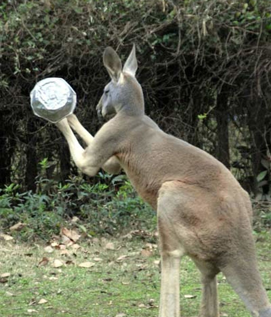Mei Mei, comilón y juguetón