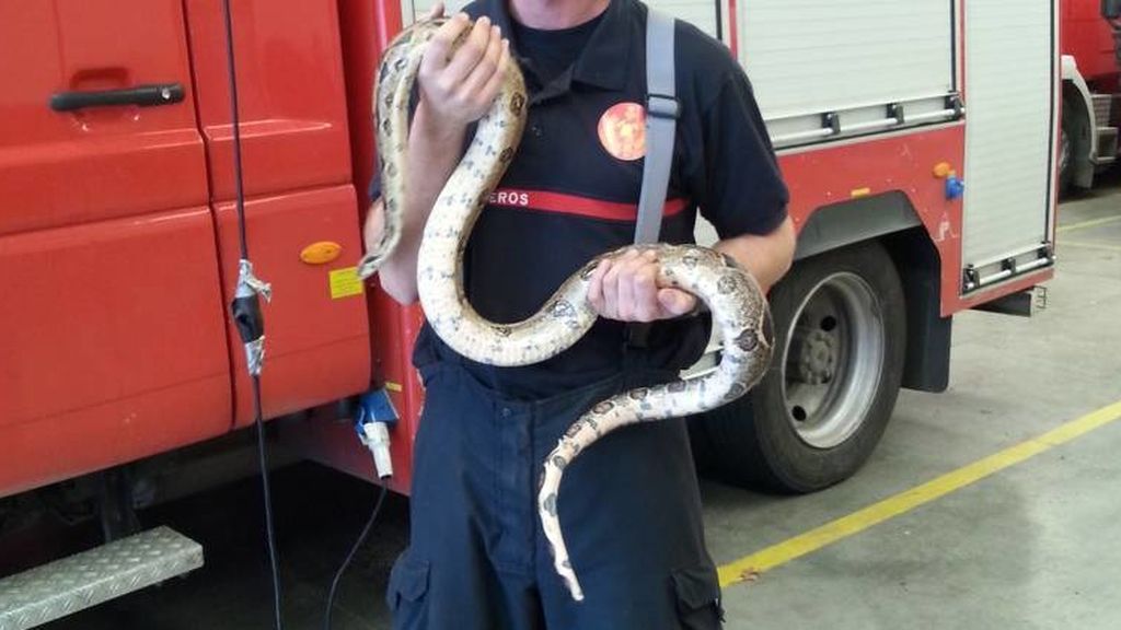 La Policía incauta una boa constrictor de dos metros en un parque de Castellón La Policía incauta una boa constrictor de dos metros en un parque de Castellón