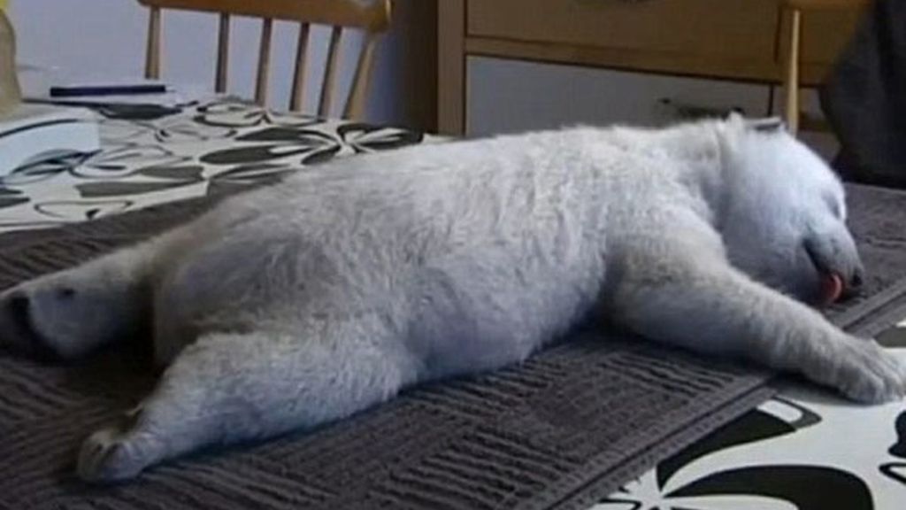 Un cachorro de oso polar en casa
