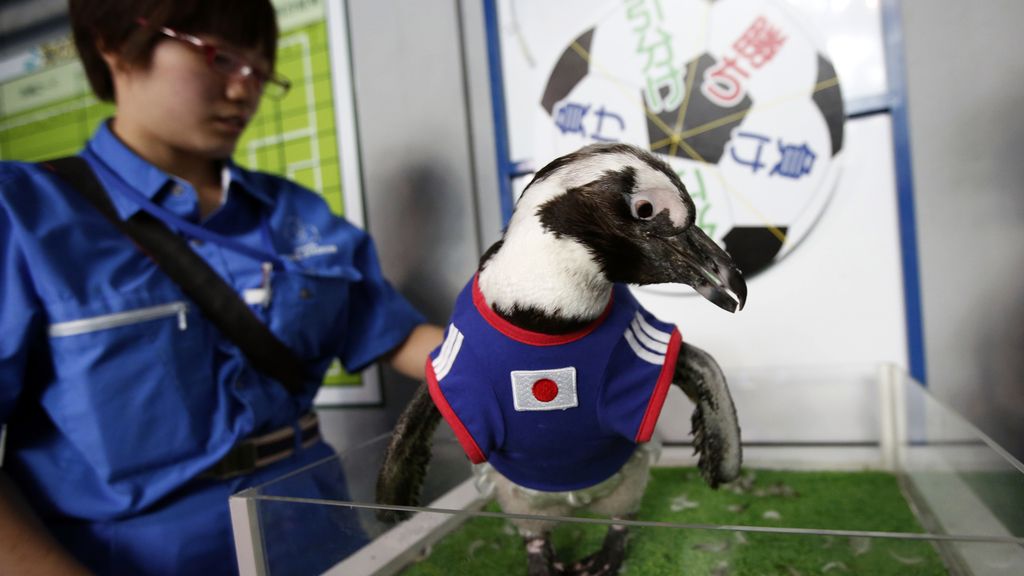 Los animales del Mundial: El Panda Ying, el pingüino Aochan...