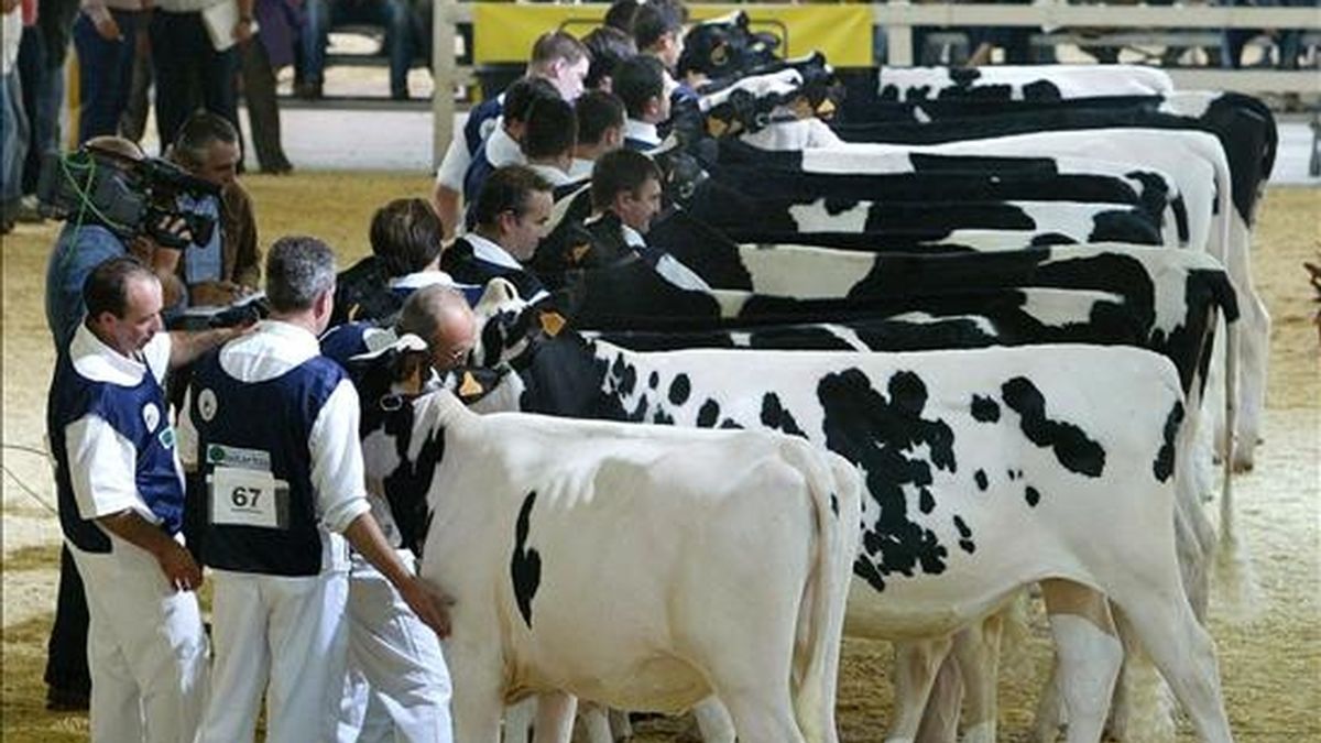 Un grupo de ejemplares de vaca frisona se preparan para su participacion en una feria de ganado. EFE/Archivo