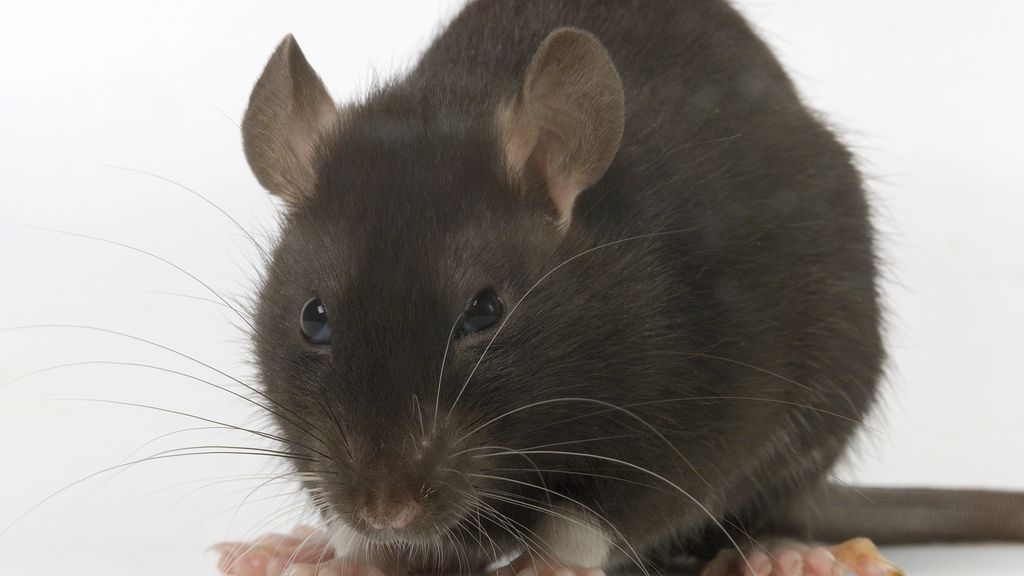 Ratas gigantes podrían invadir el planeta por efecto del hombre y la