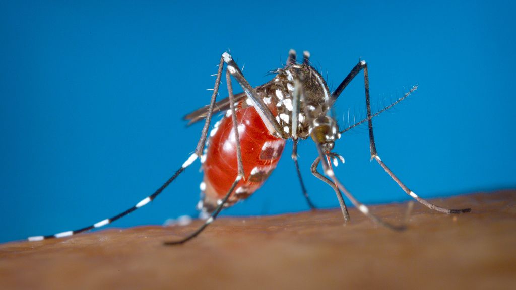 6 cosas que puedes hacer para protegerte del virus zika