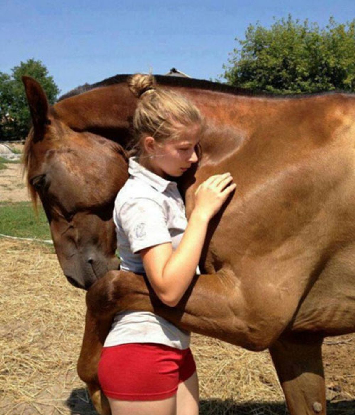 caballos,emociones caballos,emociones humanas y caballos