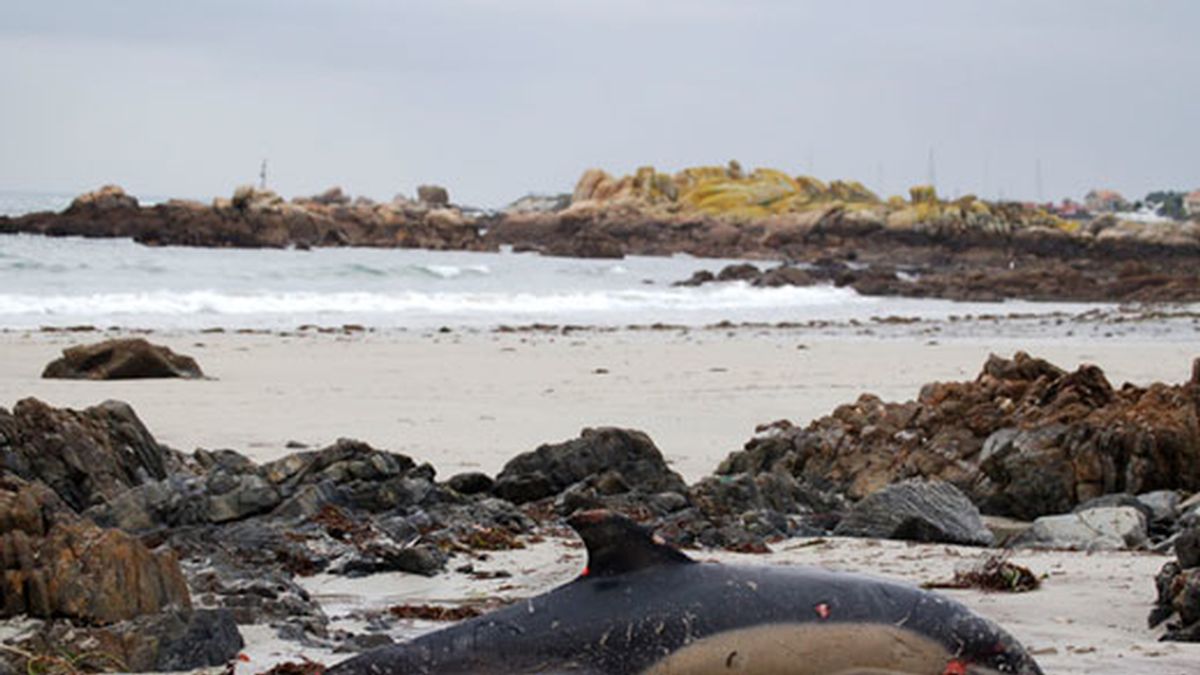 Un delfín muerto en la costa gallega a consecuencia del temporal que azota la cornisa cantábrica. EFE