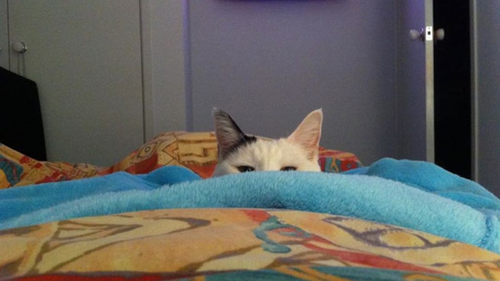 'Creo que he visto un lindo gatito'