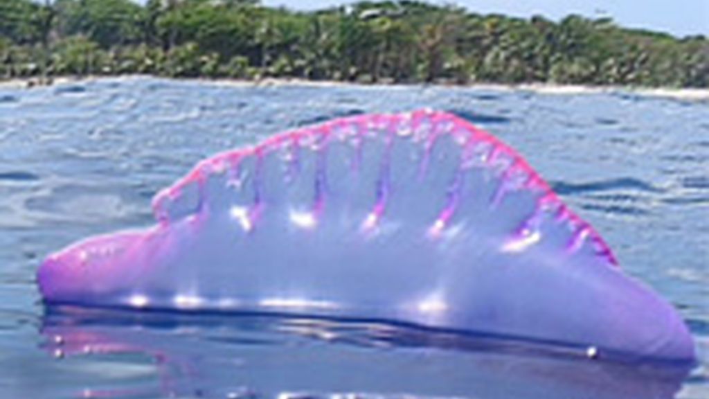 Medusas