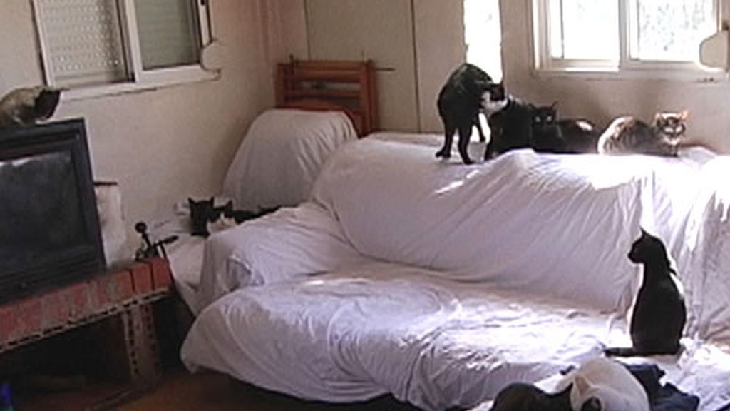 Gatos en un domicilio