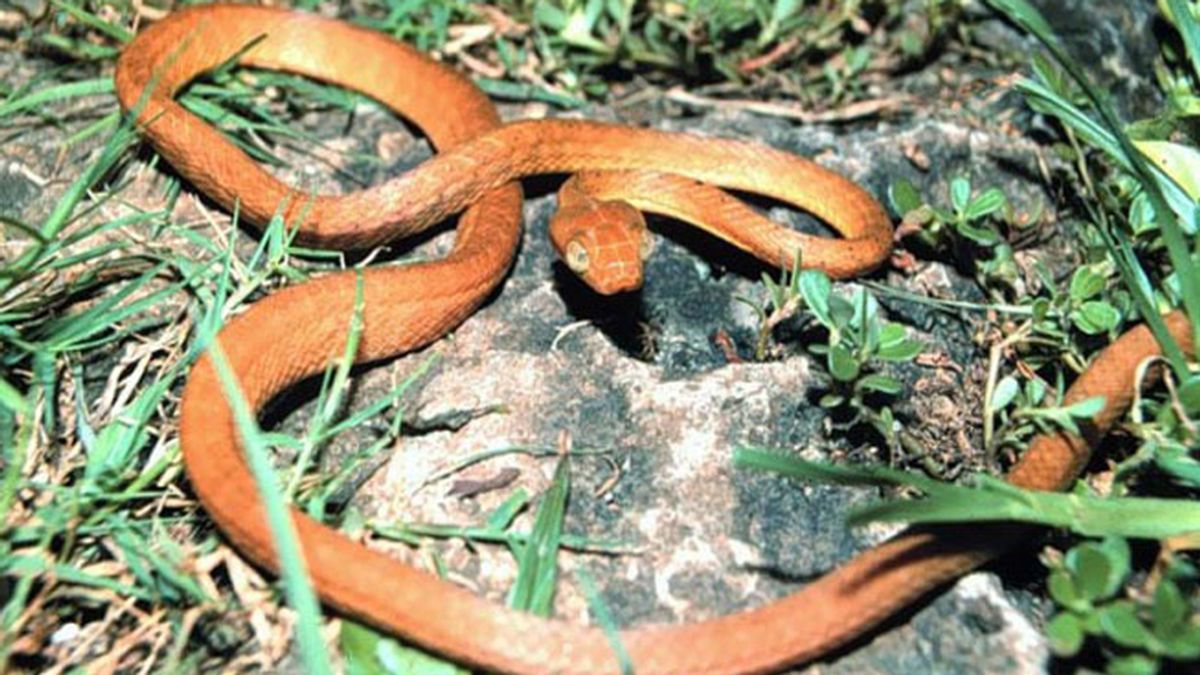 Dos raras serpientes procrean en cautividad en el zoo de Moscú