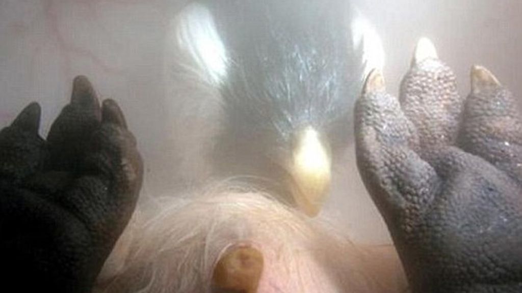 Impresionantes imágenes de animales en el útero materno