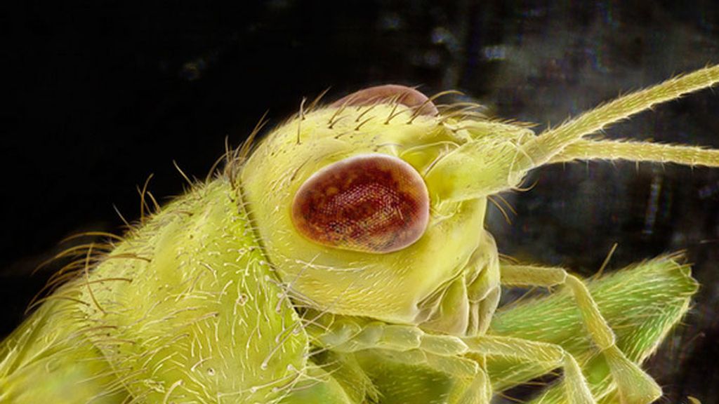 Daniel Kariko retrata la fauna microscópica que vive en nuestras casas