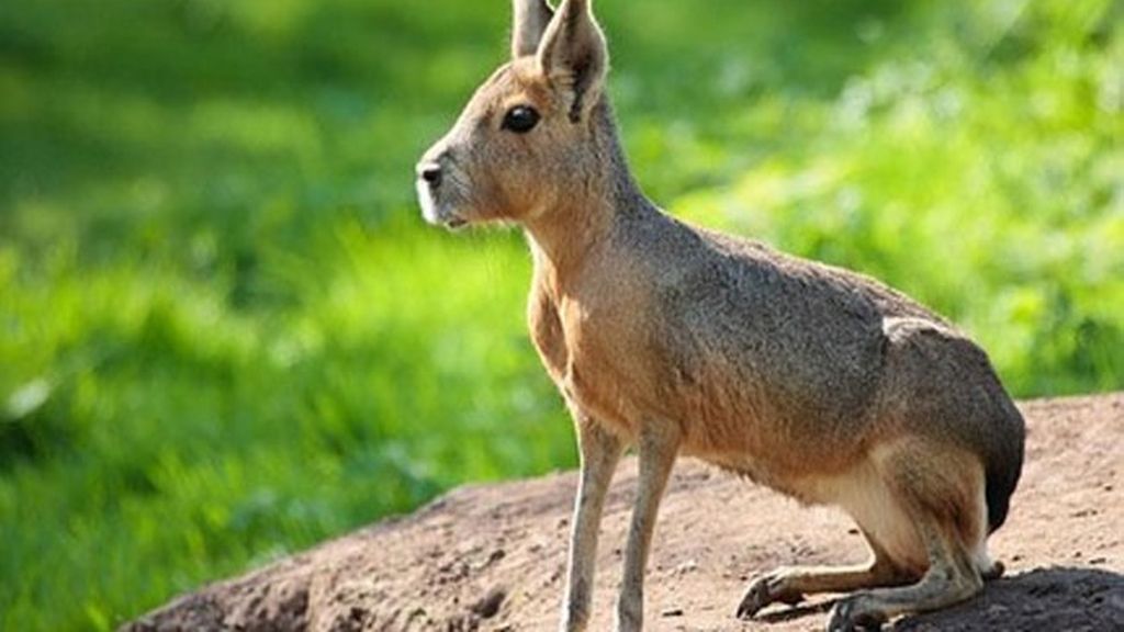 Mara patagónica (Dolichotis patagonum)