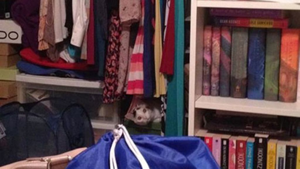 'Creo que he visto un lindo gatito'