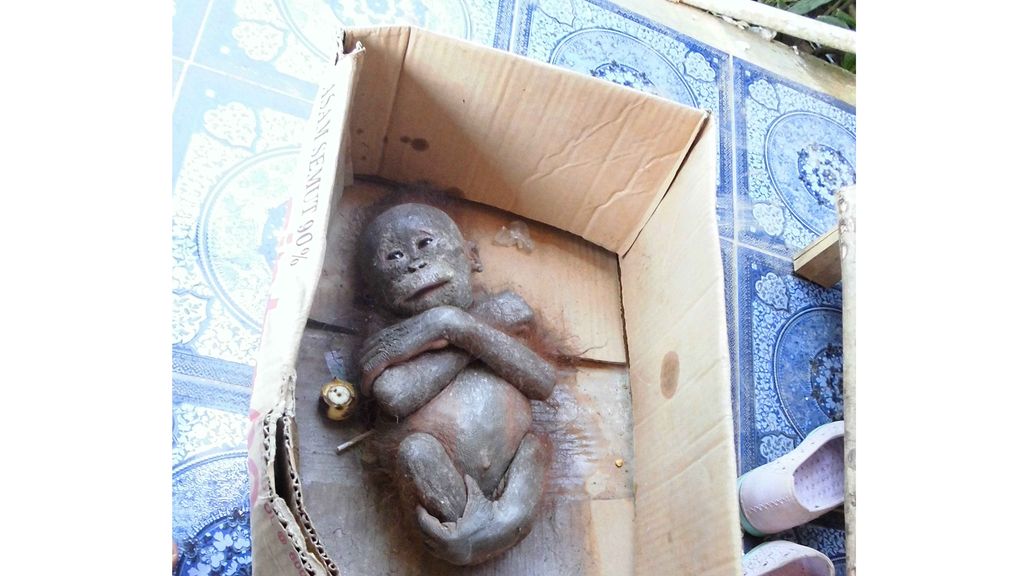 El bebé orangután que logra salvarse tras ser abandonado en una caja de cartón