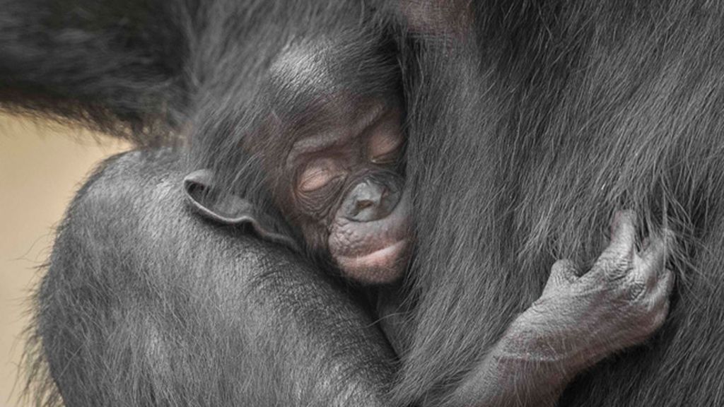 Retratos íntimos en el zoo