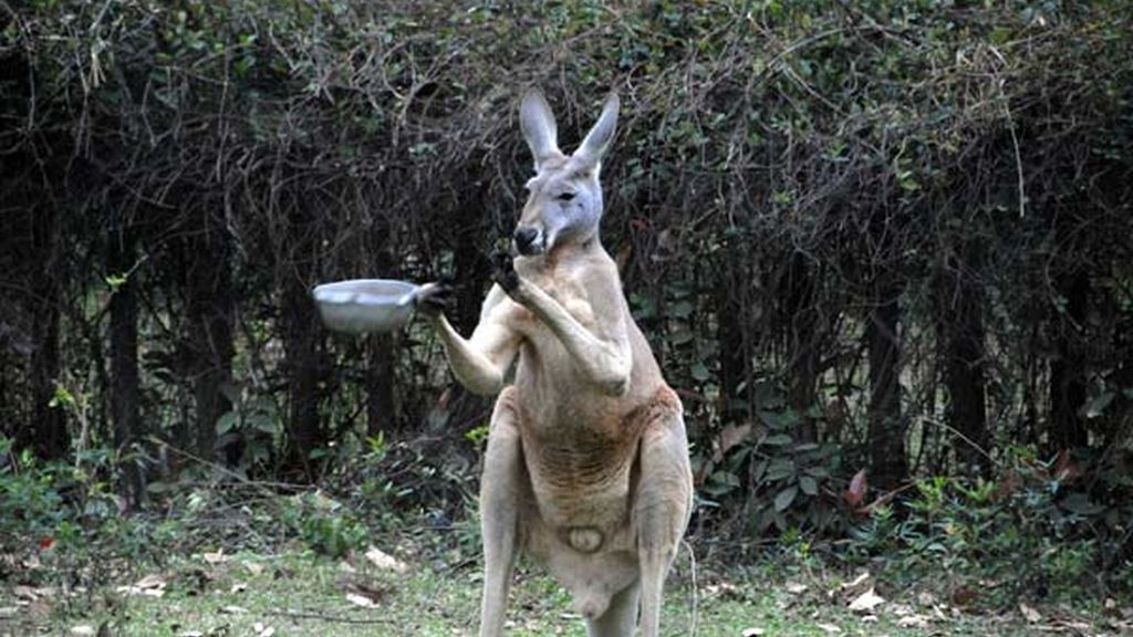 Canguro en protesta