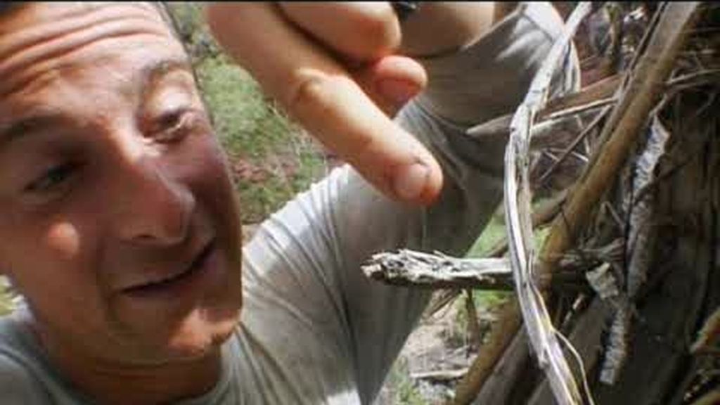 Kimberley, Australia: ¿Son comestibles las arañas cruzadas?