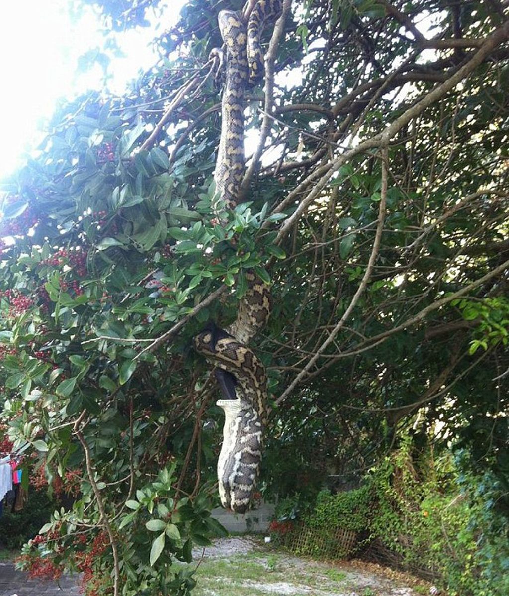 La serpiente tardó 30 minutos en devorar al murciélago