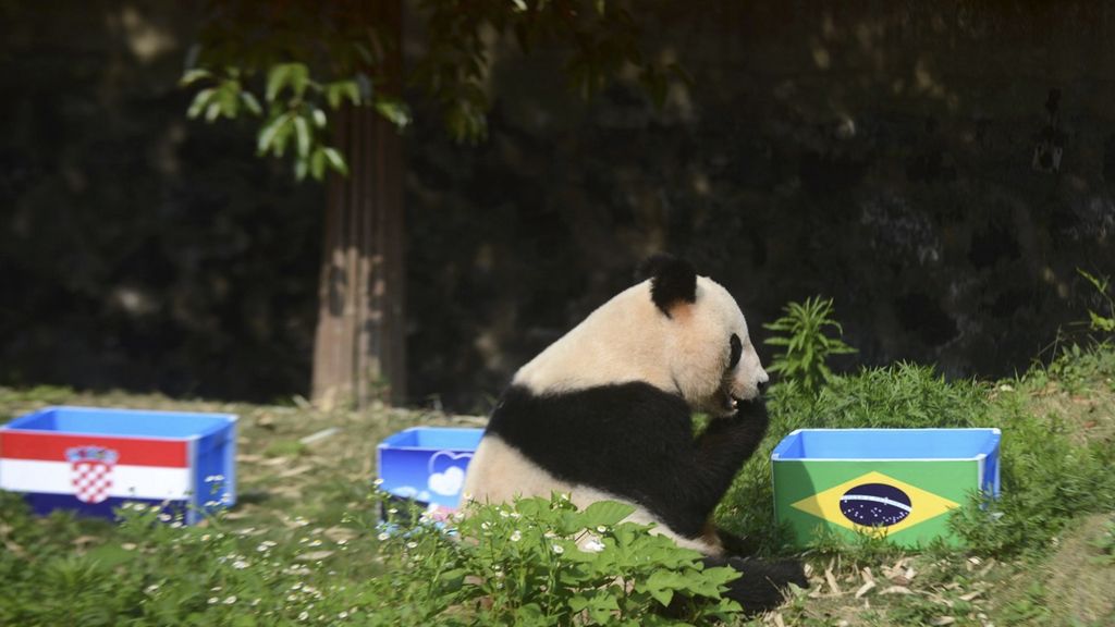 Los animales del Mundial: El Panda Ying, el pingüino Aochan...