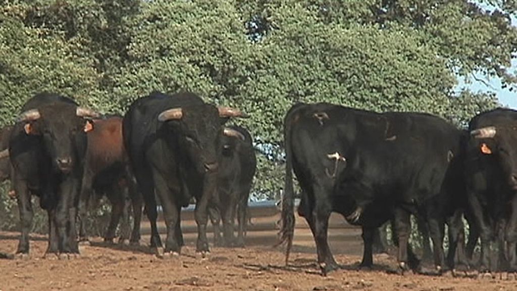 Ganadería de toros en Despeñaperros