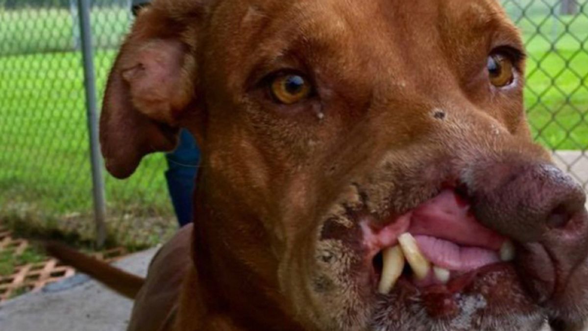 Rechazado por su rostro desfigurado, un perro encuentra por fin el cariño humano