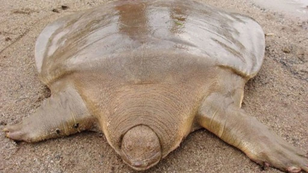 La tortuga de Cantor (Pelochelys cantorii)