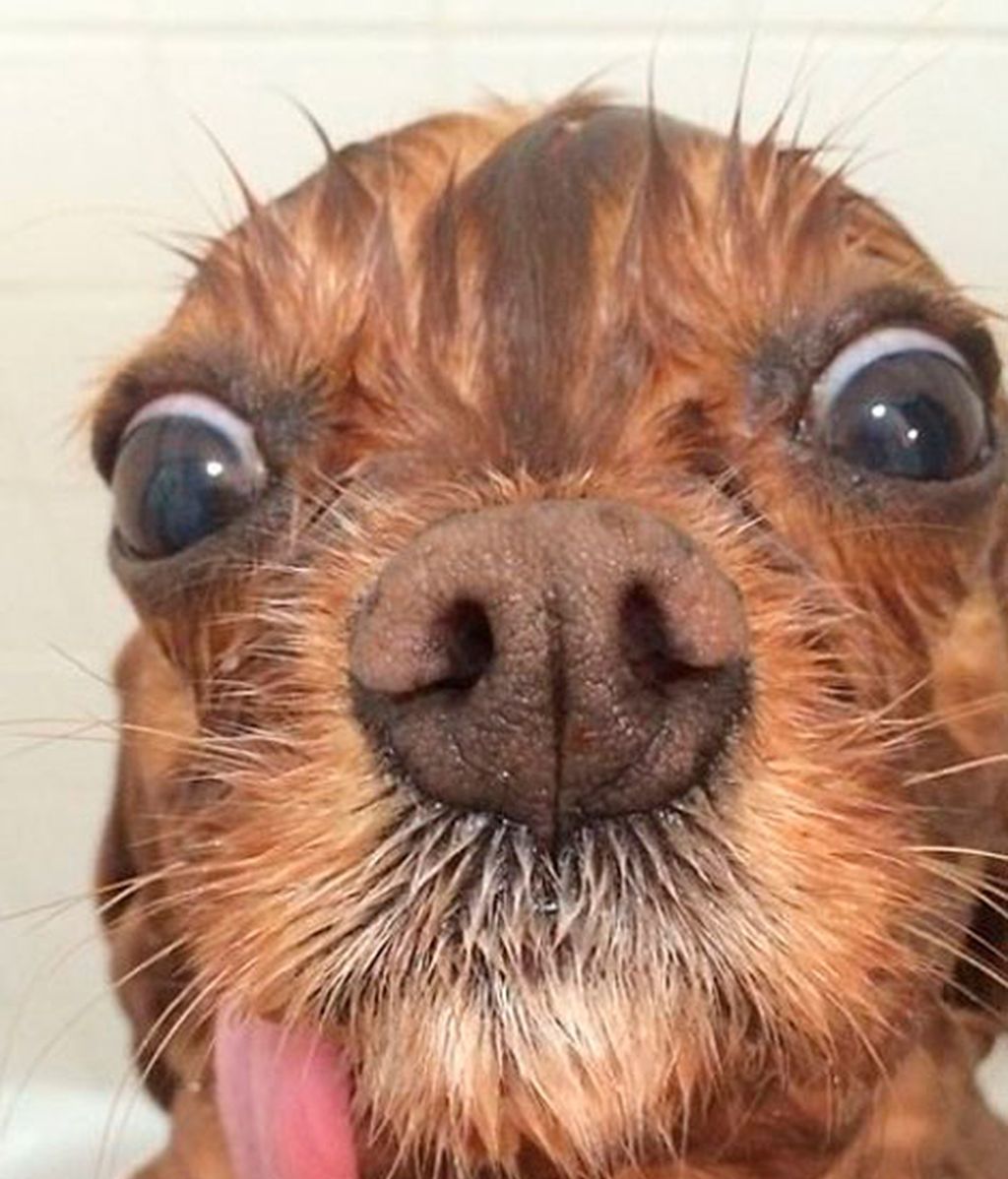 Los mejores momento de Brindis inmortalizados por su dueño