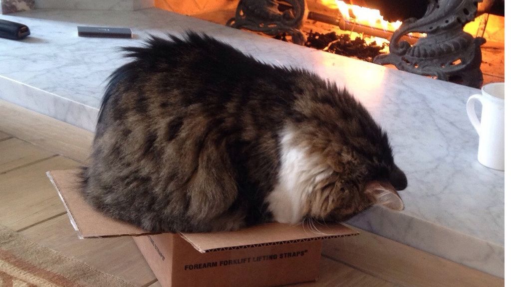 Estos gatos se niegan a aceptar que la caja es demasiado pequeña