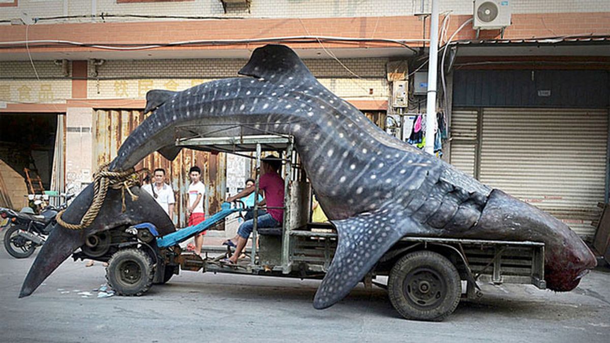 Un pescador chino exhibe su captura. Un tiburón ballena de dos toneladas