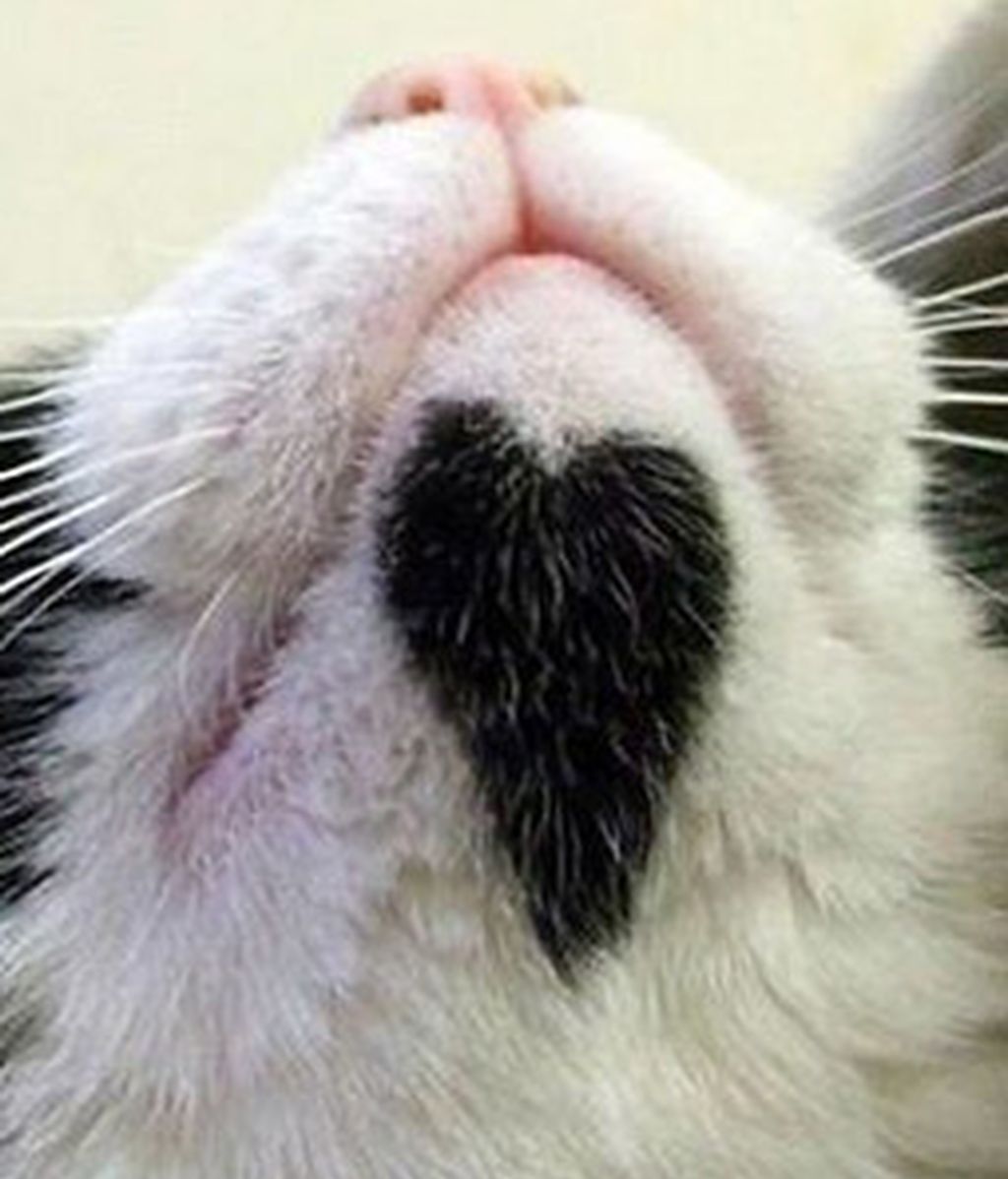 Gatos famosos por su genética