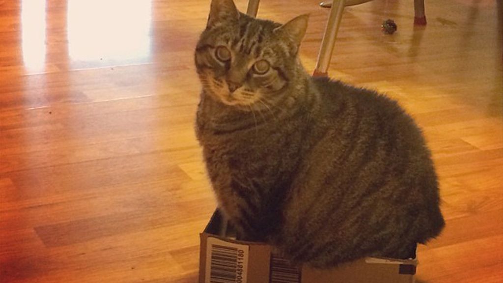 Los gatos se sienten seguros y cómodos cuando se esconden entre cartones