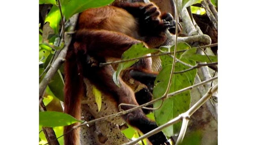Impactantes imágenes de una serpiente devorando un mono